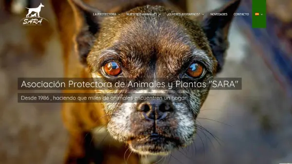 Diseño web de SARA Protectora de animales.